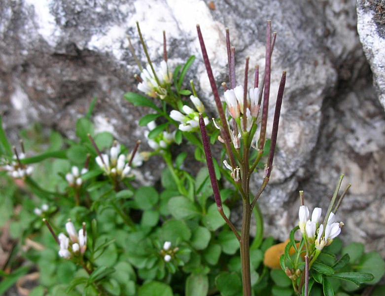 Cardamine hirsuta / Billeri primaticcio